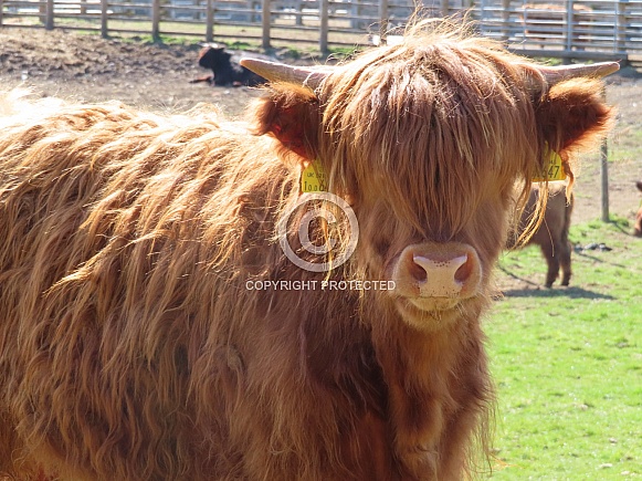 Highland Cow