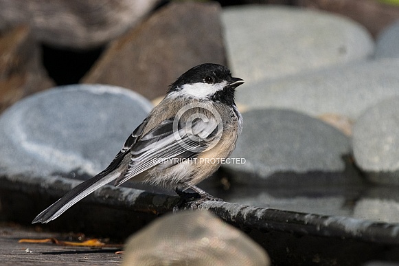 A Black-capped Chickadee in Alaska A Black-capped Chickadee in Alaska