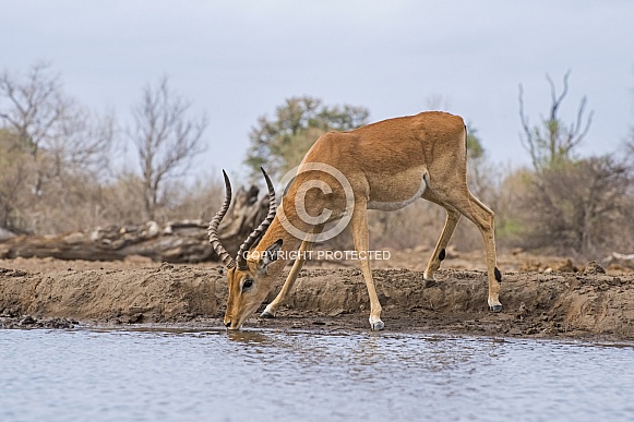 Impala (Male) Impala (Male)