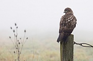 Red Tail Hawk-Foggy Morning Red Tail Hawk