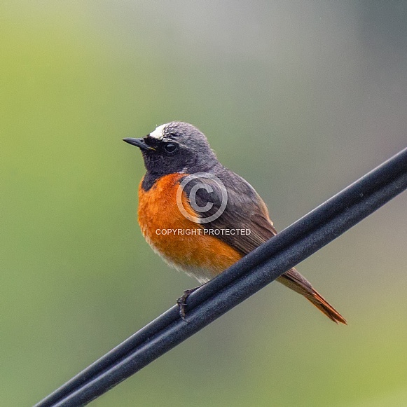 Redstart