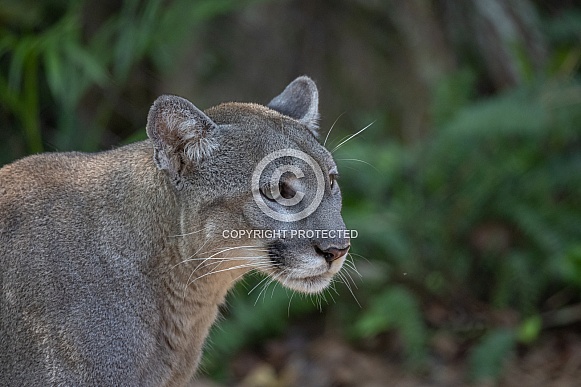 Mountain Lion Mountain Lion