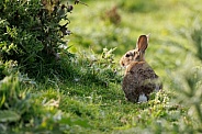 Wild Rabbit - Oryctolagus cuniculus
