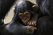 Baby Chimpanzee Close Up