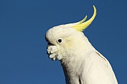 Sulphur-crested Cockatoo (wild).