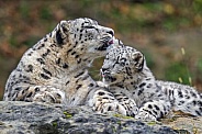 Snow leopards licking each others