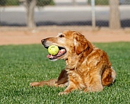 Laying in the grass portrait of a Golden Retriever dog with a ball