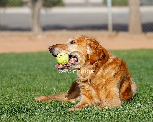 Laying in the grass portrait of a Golden Retriever dog with a ball Laying in the grass portrait of a Golden Retriever dog with a ball