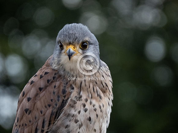 Common Kestrel