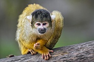 Squirrel monkey on branch