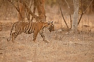 Beautiful tiger in the nature habitat. Tiger pose in amazing light. Wildlife scene with wild animal. Indian wildlife. Indian tiger. Panthera tigris tigris.