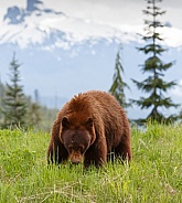 Black Bear and cubs