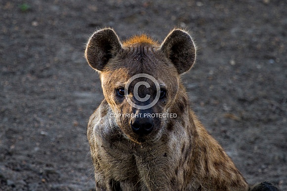 Hyena (wild)
