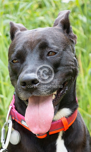 Staffordshire terrier mix (Maya)