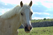Welsh Mountain Pony