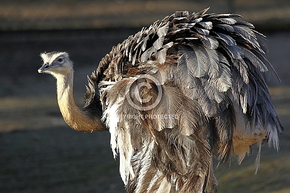Greater Rhea Greater Rhea