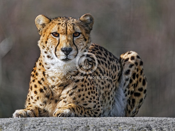 Cheetah posing