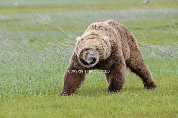 Alaska Peninsula Brown Bear Alaska Peninsula Brown Bear