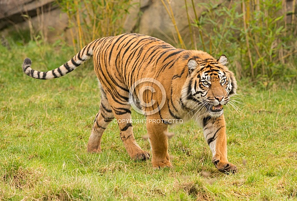 Sumatran Tiger
