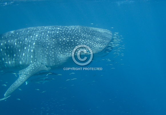 Whale Shark Whale Shark