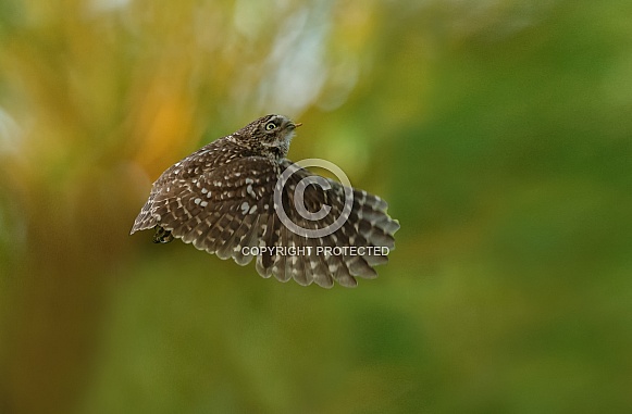 Little Owl (Athene noctua) Little Owl (Athene noctua)