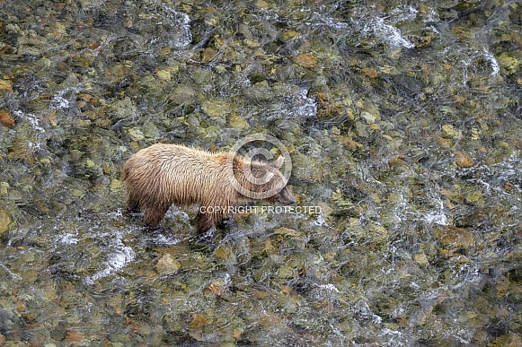 Brown Bear