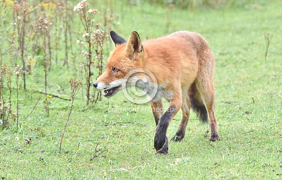 Red Fox Red Fox