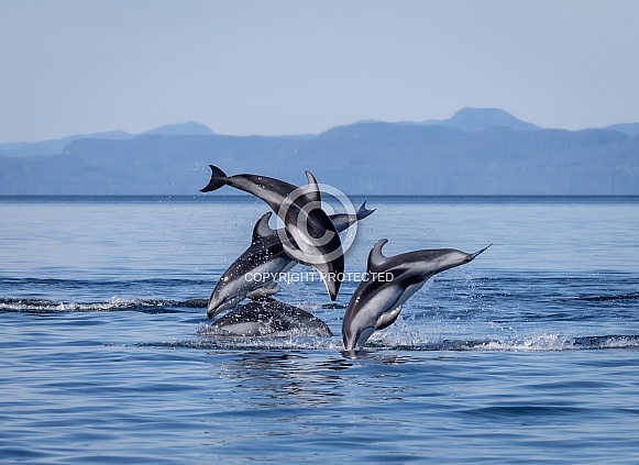 Pacific White Sided Dolphins jumping Pacific White Sided Dolphins jumping