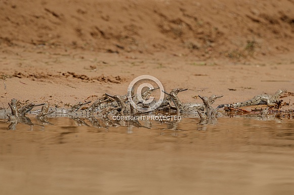 Indian gavial in the nature habitat