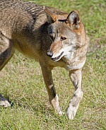 Red Wolf