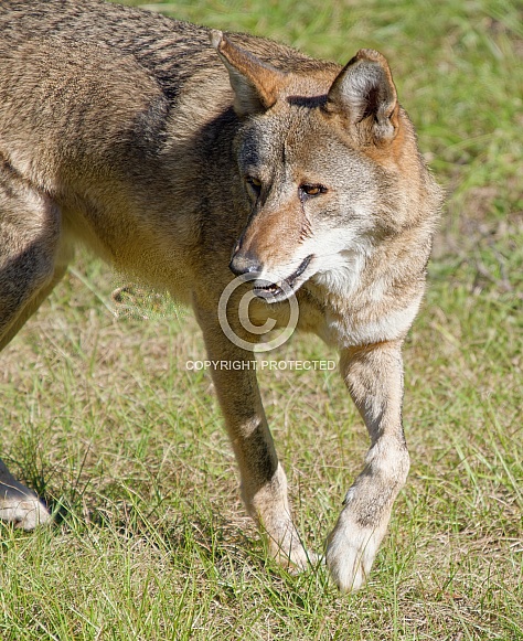 Red Wolf