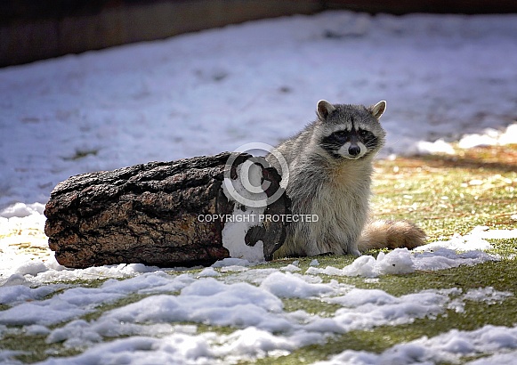 North American Raccoon