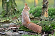 squirrel on the ground in the forest.