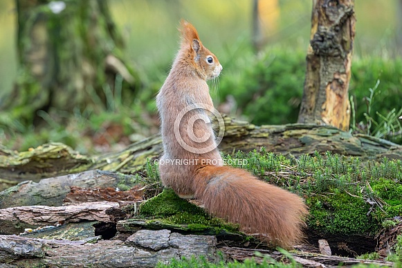 squirrel on the ground in the forest. squirrel on the ground in the forest.
