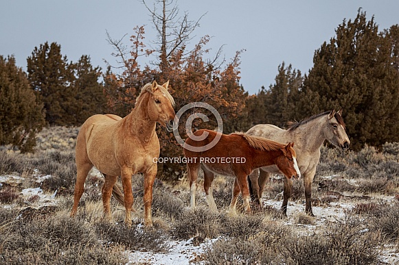 Wild Horse—Palomino Butte, Oregon Wild Horse—Palomino Butte, Oregon