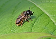 Red mason Bee