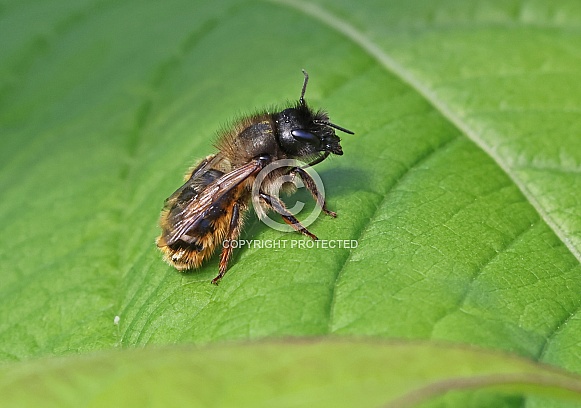 Red mason Bee