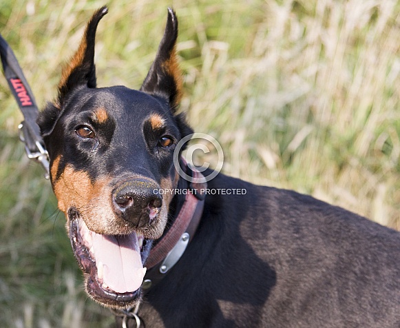 Doberman in the sun