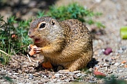 Ground squirrel eating