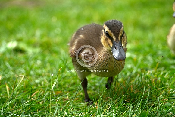 Mallard Duckling