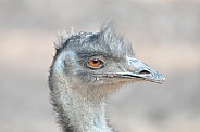 Emu