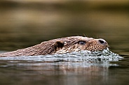Swimming otter
