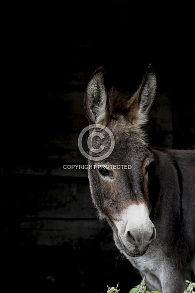 Solitary donkey