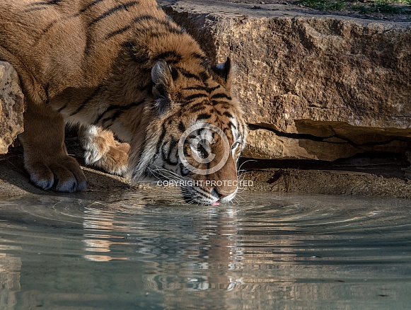 Siberian Tiger
