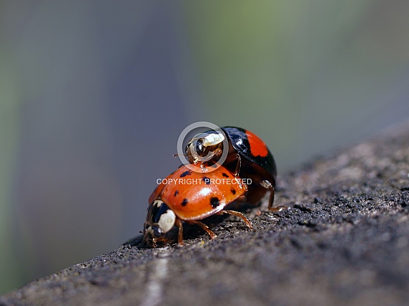 Lady bugs