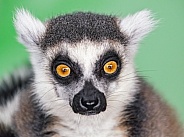 Portrait of a ring tailed lemur