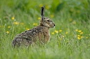 Hare