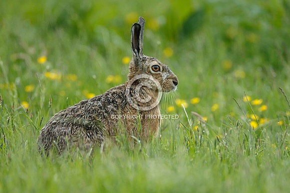 Hare Hare