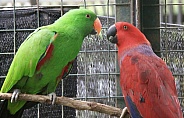 Male and Female Eclectus parrot