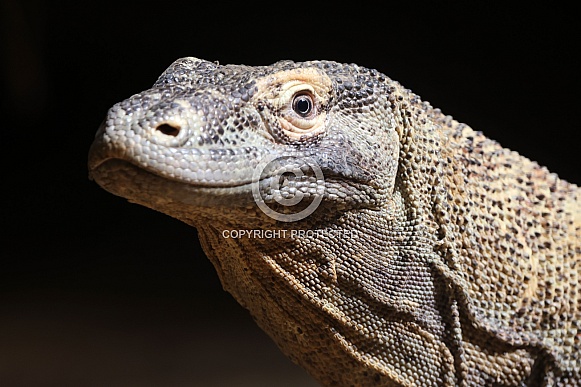 Komodo dragon (Varanus komodoensis)